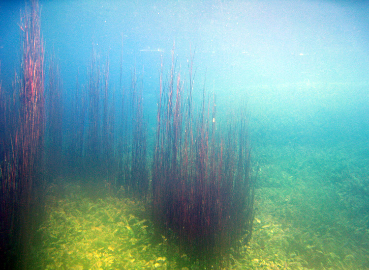 Immersione a Capo D''Acqua (AQ)
